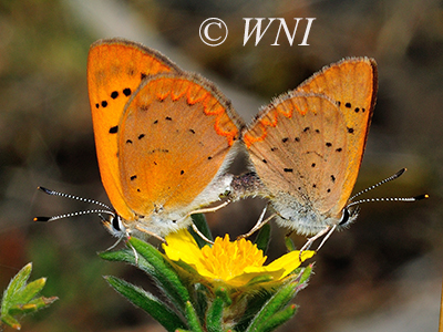 Dorcas Copper (Lycaena dorcas)